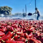 Best Mexico Duck Hunt Mazatlan Chipotle Pepper