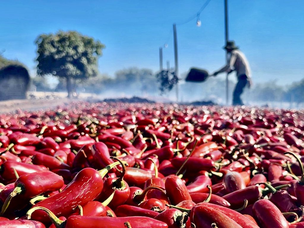 Best Mexico Duck Hunt Mazatlan Chipotle Pepper