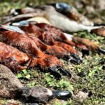Best Mexico Duck Hunt Mazatlan