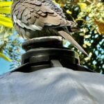 Best Mexico Duck Hunt Mazatlan Restaurant Views