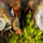 black bellied whistling duck hunt Nayarit Mexico