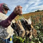 Nayarit Mexico dove hunt combo