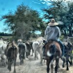 authentic Nayarit Mexico duck hunting scenery