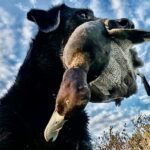 bluebill duck hunting in Nayarit Mexico