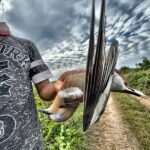 dove hunts in Nayarit Mexico