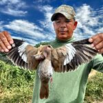 white-winged dove Nayarit Mexico