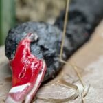 black swans have longest neck of any swan on earth and hunted only in New Zealand