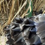 black swans tertials and scapulars form gorgeous curls