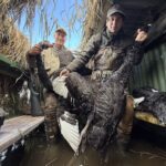 black swan hunting New Zealand