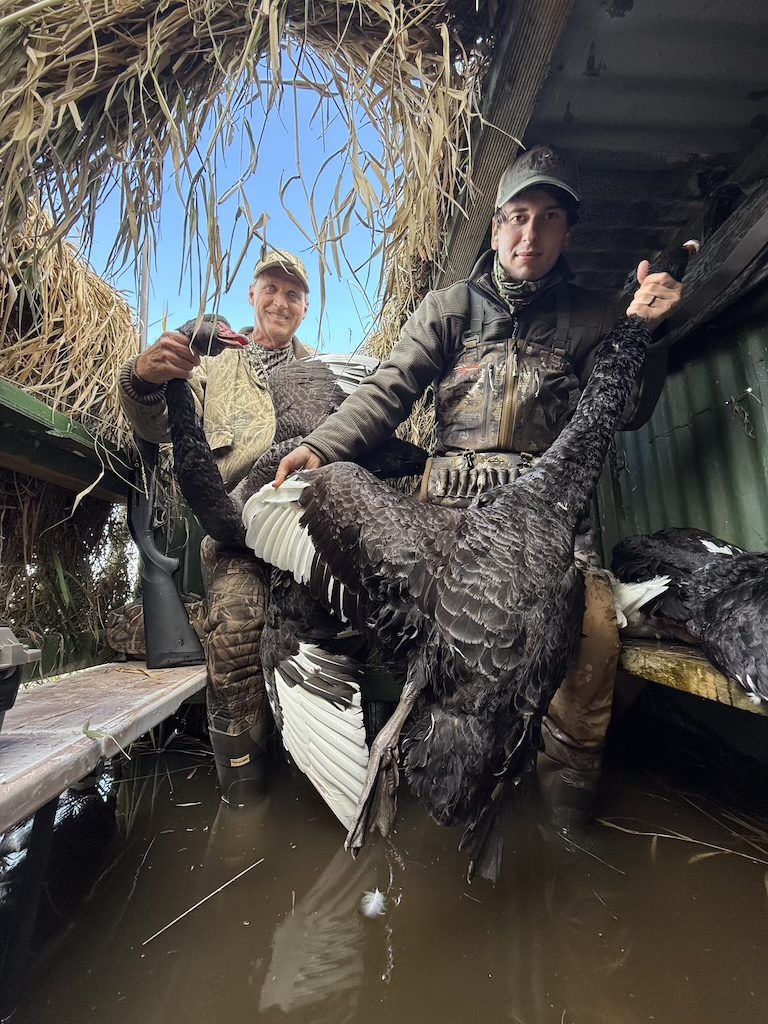 black swan hunting New Zealand
