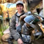 Australasian shoveler trop in New Zealand
