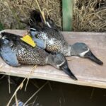 Australasian shovelers in New Zealand