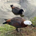 paradise shelducks are priced on New Zealand duck hunts