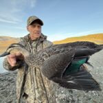 New Zealand grey duck drake