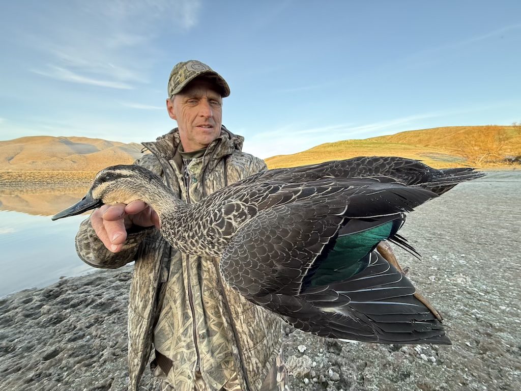 New Zealand grey duck drake