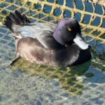 New Zealand scaup