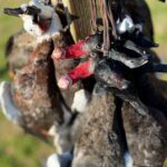 New Zealand waterfowl species