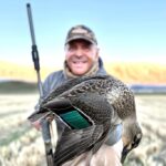 New Zealand grey duck