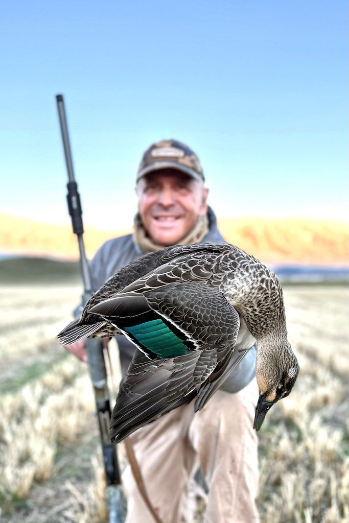 New Zealand grey duck
